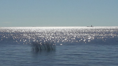 Villihevosten saari